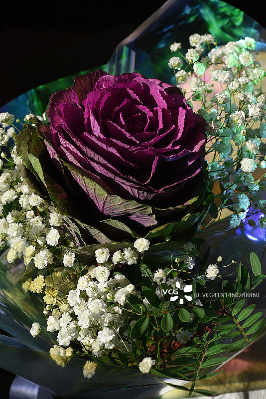 观赏甘蓝与满天星花束，勃艮第和白色简约花束，浅色背景图片素材