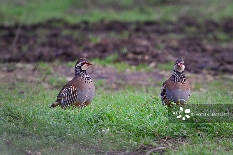 一对红腿鹧鸪图片素材