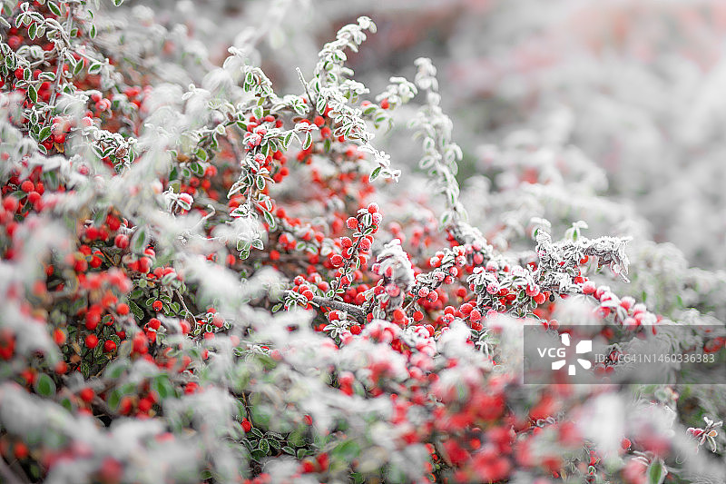 冷冻的红色浆果图片素材