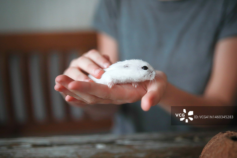 可爱的新疆仓鼠：儿童独立照顾宠物仓鼠图片素材