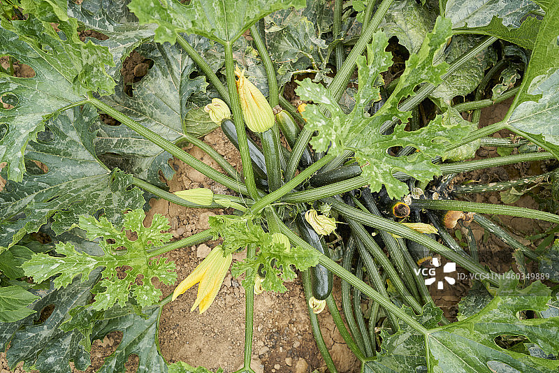 农业田中开着黄花的西葫芦植株图片素材