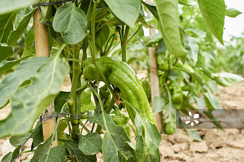 农田里绑在杆上的青椒植株侧面特写图片素材