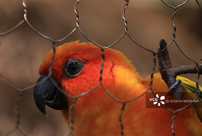 铁丝网后鲜艳的橙色鹦鹉头像图片素材