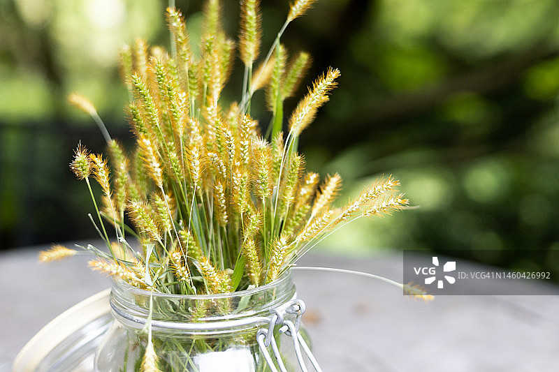 玻璃罐里的野生黄色狐尾草花束图片素材