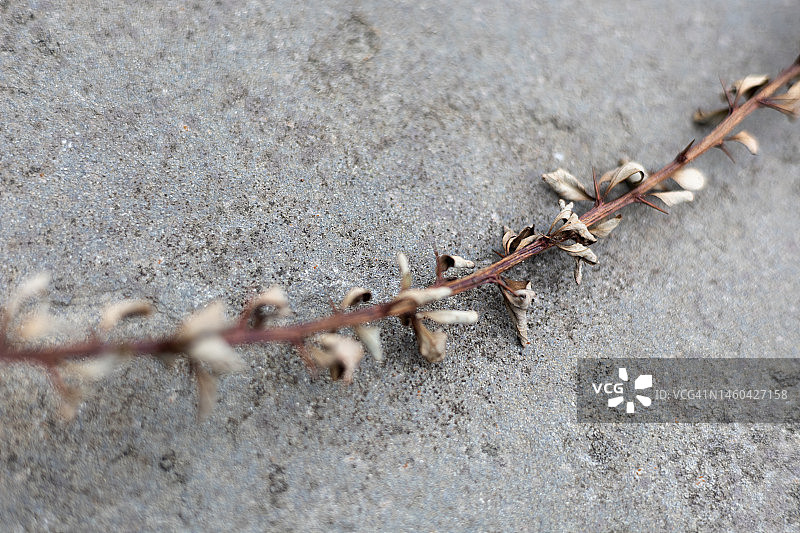 板岩背景上的日本小檗灌木干燥树枝图片素材