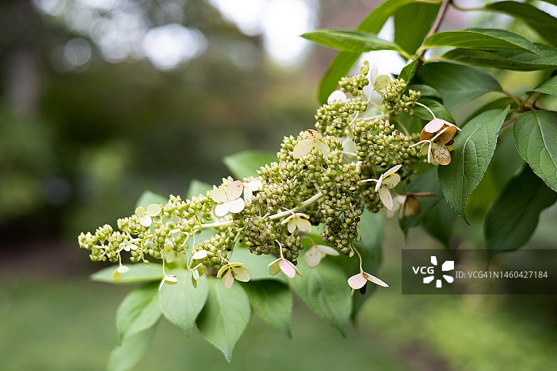 初秋的圆锥绣球花盛开图片素材