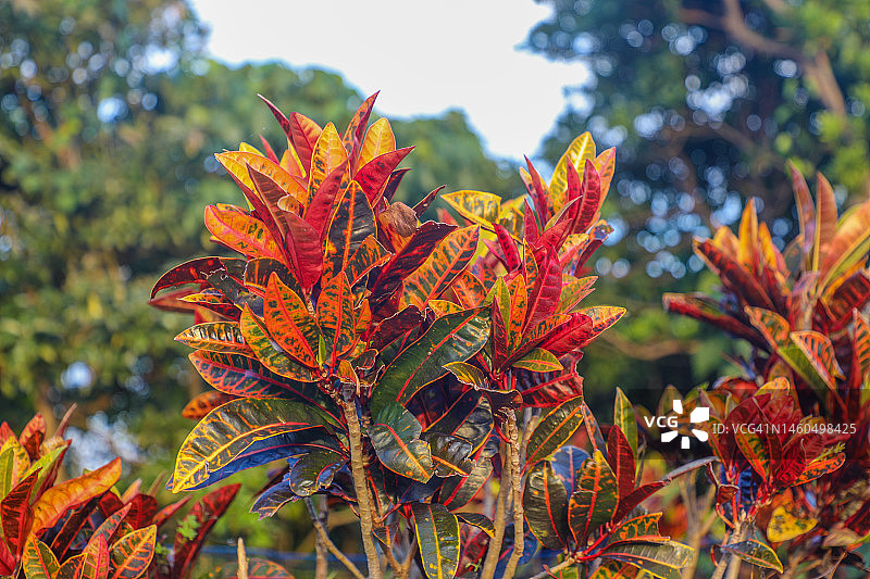 变叶木图片素材