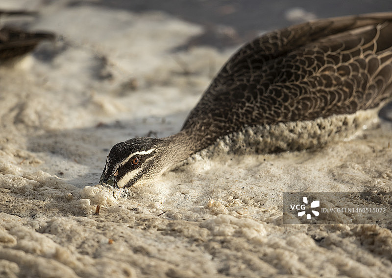 泡沫中的鸭子图片素材