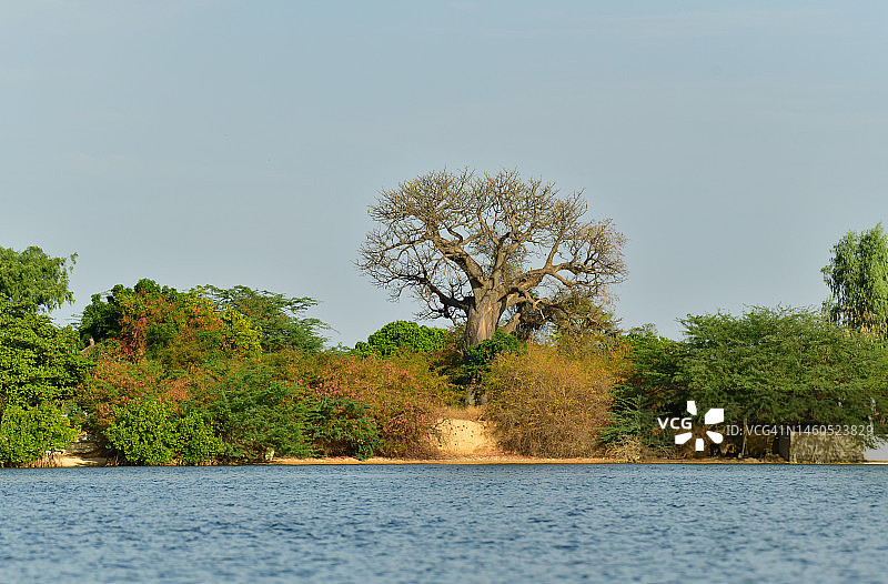 巨型猴面包树和红树林图片素材