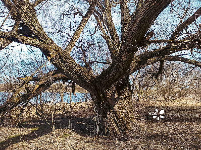 生长在河岸上的黑杨树图片素材