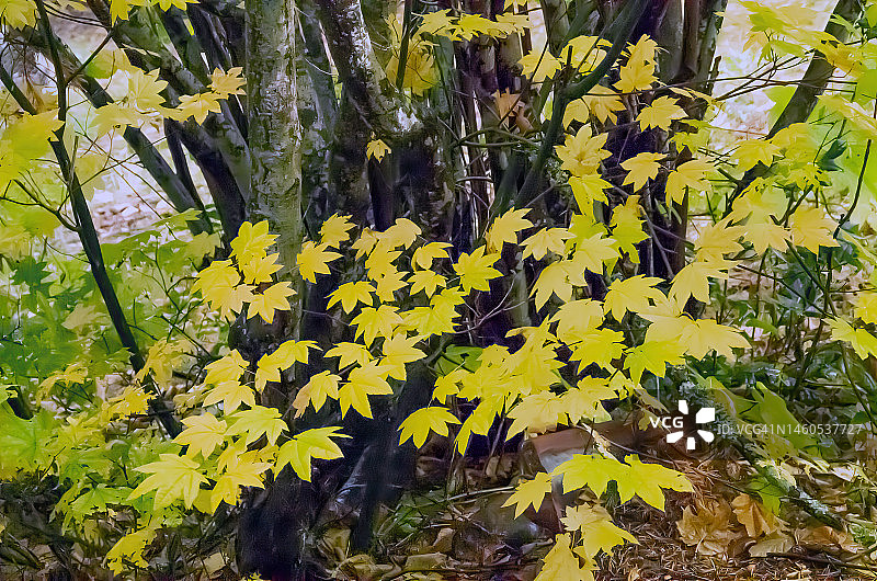 华盛顿州喀斯喀特山脉的秋色图片素材