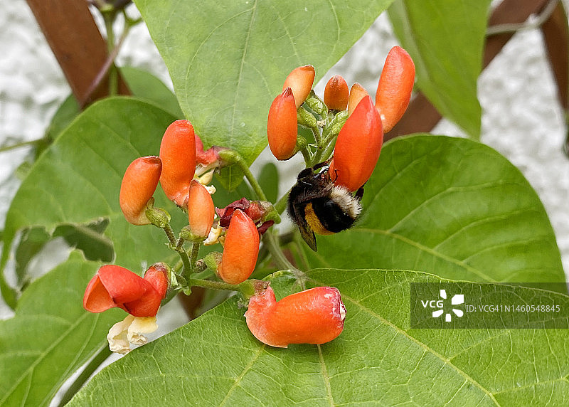 蜜蜂为菜豆花授粉图片素材