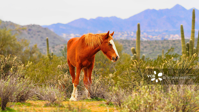 探索荒野图片素材