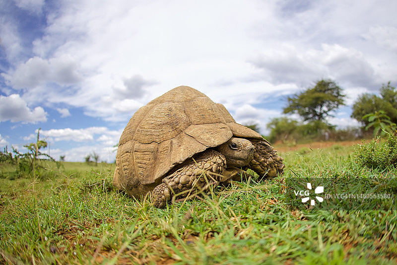 豹纹陆龟图片素材