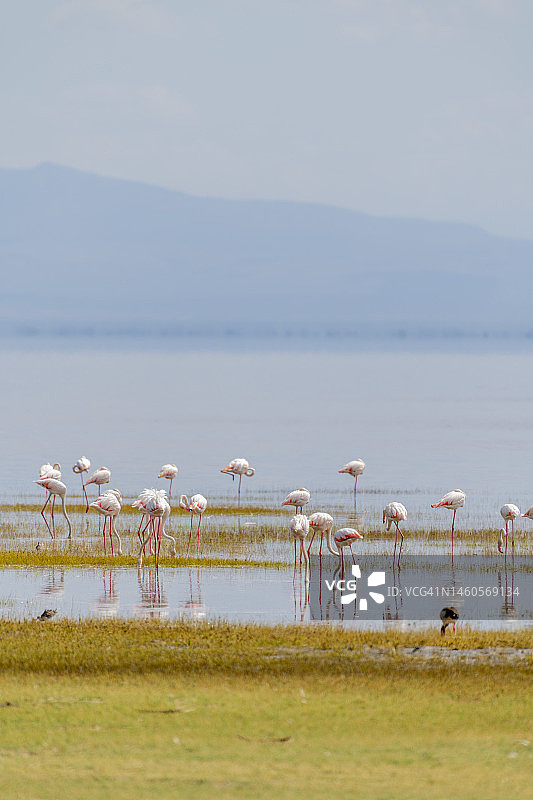 非洲稀树草原上的野生火烈鸟图片素材