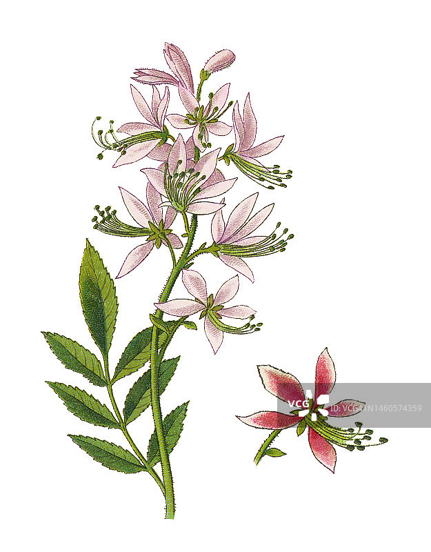 植物学古老彩色石印插图：白鲜图片素材