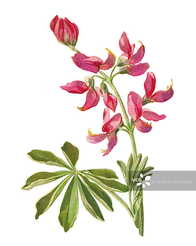 植物学：蓝色羽扇豆古老彩色石印插图图片素材