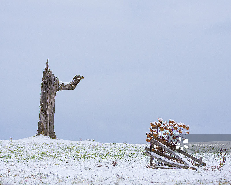树木和景天上的初雪图片素材