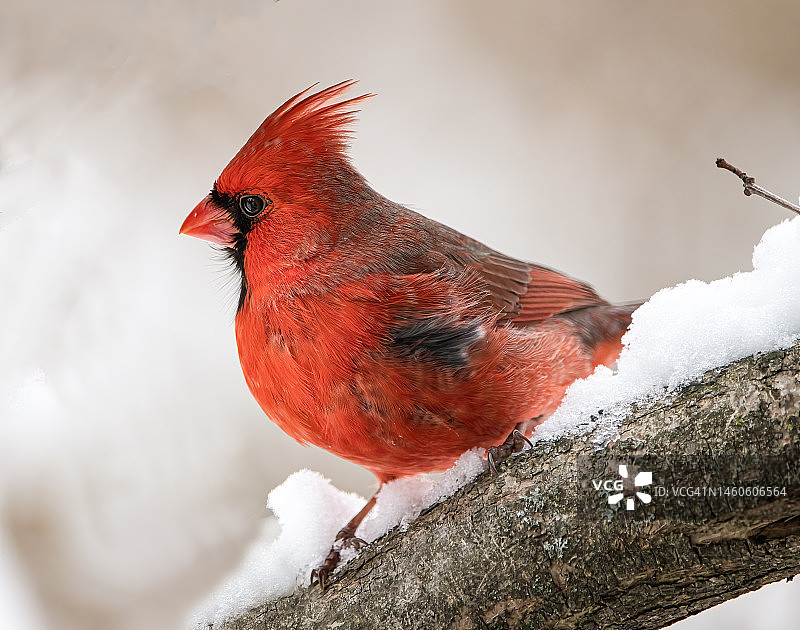 红衣主教图片素材