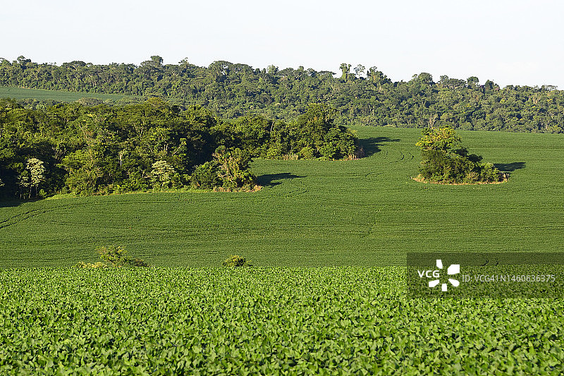 巴西种植园的大豆，2022-2023年收成图片素材