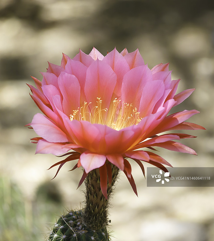 飞碟仙人掌花图片素材