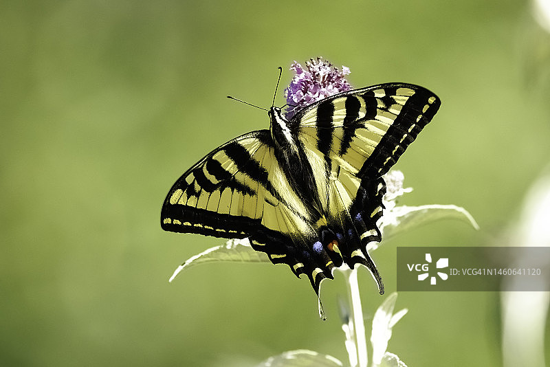 西部虎凤蝶图片素材