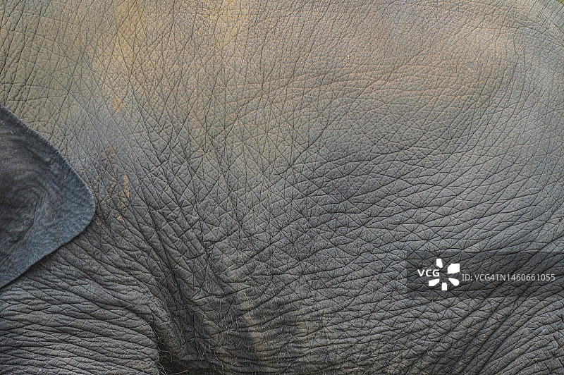 亚洲象（Elephas maximus），皮肤图片素材