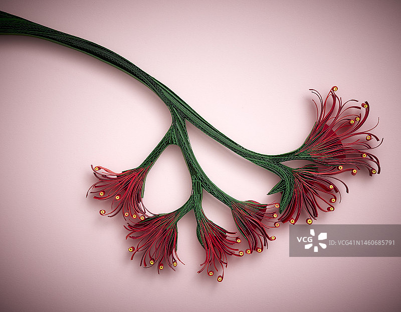 粉色背景上的纸质新西兰红千层花图片素材