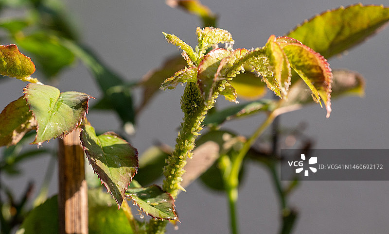 蚜虫从玫瑰叶中吸收养分的特写图片素材