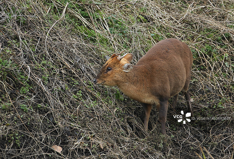 在河岸边觅食的雄性小麂图片素材