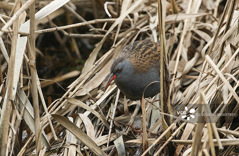寻找食物的隐秘的普通秧鸡图片素材