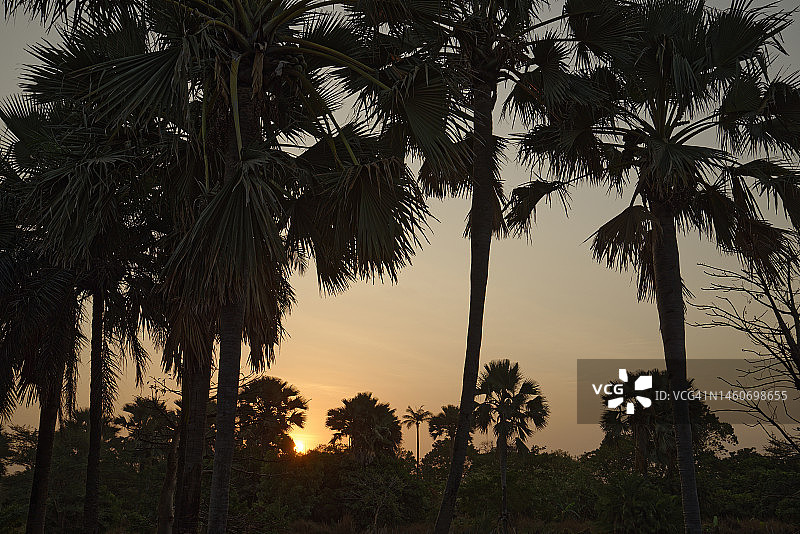 棕榈树剪影海滩的黎明图片素材