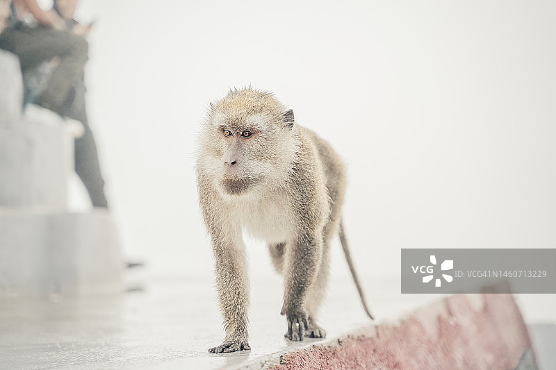 在白色背景下行走着的猕猴的全身像图片素材