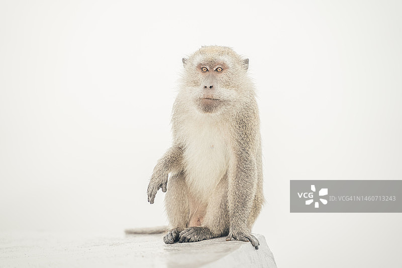 白色背景下的猕猴全景照片图片素材