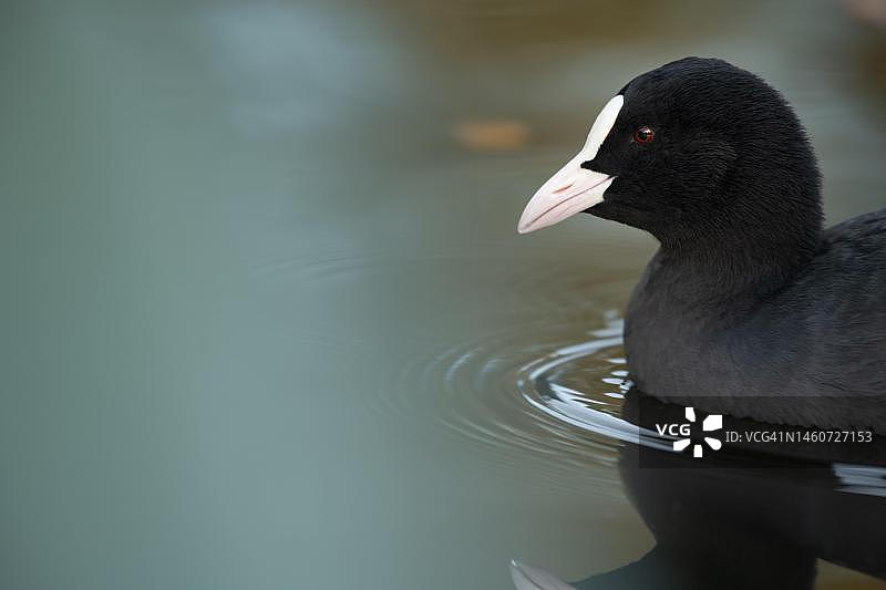 在德国汉堡阿尔斯特河上的骨顶鸡图片素材