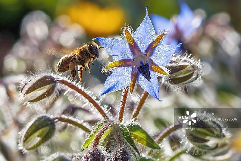 野蜂（蜜蜂总科）接近琉璃苣（药用蒲瓜），逆光照片，德国黑森图片素材