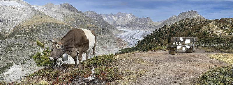 瑞士瓦莱州阿尔卑斯全景,阿莱奇冰川后方,在黑尔登纳格拉特、里德阿尔卑、贝特默阿尔卑吃草的奶牛图片素材