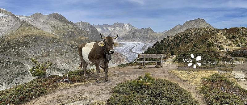 瑞士瓦莱州阿尔卑斯全景，阿莱奇冰川后方，在黑尔登纳格拉特、里德阿尔卑、贝特默阿尔卑吃草的奶牛图片素材