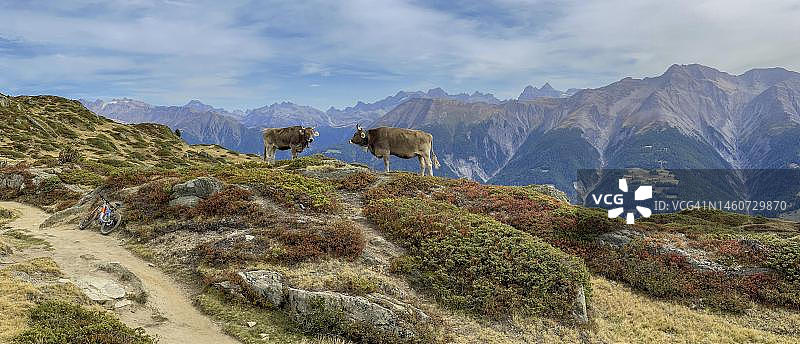 瑞士瓦莱州贝特默阿尔卑哈尔德恩格拉特山脉前的奶牛图片素材