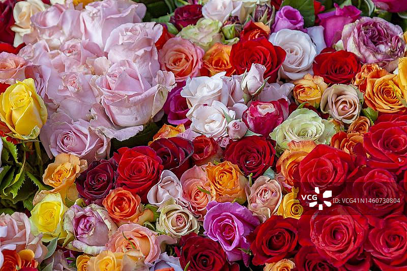 德国莱茵兰-普法尔茨的许多彩色玫瑰花瓣图片素材