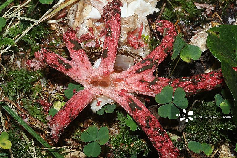 阿切氏笼头菌子实体，德国巴伐利亚阿尔高森林图片素材