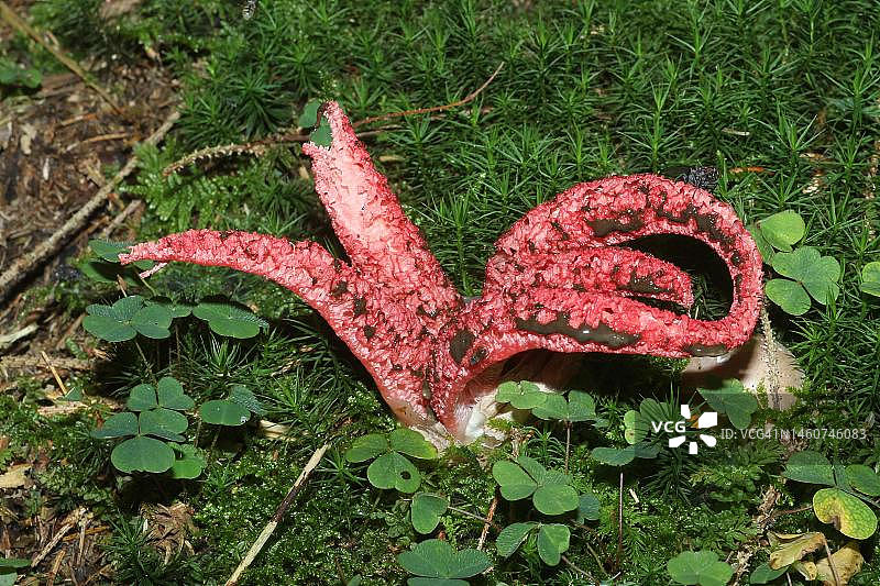 阿切氏笼头菌子实体，德国巴伐利亚阿尔高森林图片素材