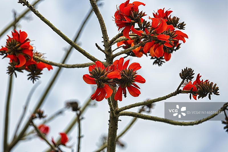 火焰树(Spathodea campanulata):光秃秃的树枝上的红色花朵,拉巴特,拉巴特-萨累-盖尼特拉,摩洛哥图片素材