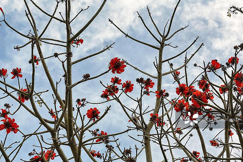 火焰树（Spathodea campanulata）：光秃秃的树枝上的红色花朵，拉巴特，拉巴特-萨累-盖尼特拉，摩洛哥图片素材