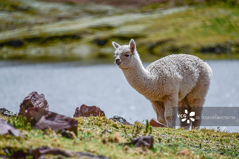 草地上的幼年羊驼（Vicugna pacos），安第斯山脉，奥扬泰坦博，乌鲁班巴山谷，靠近秘鲁库斯科图片素材