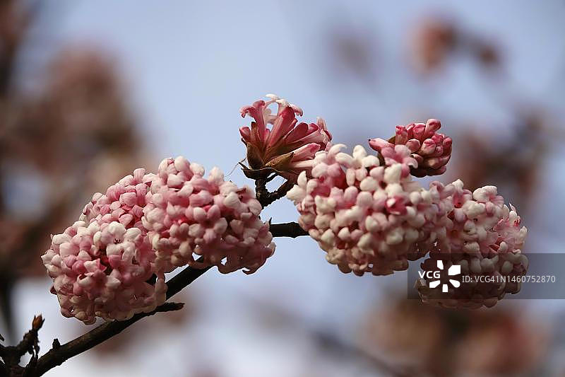 德国荚蒾冬季雪球图片素材