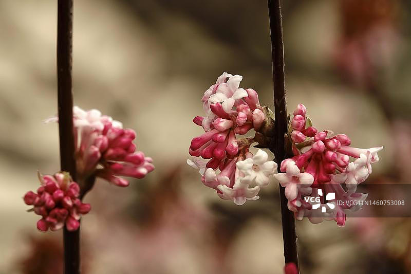 德国荚蒾冬季雪球图片素材