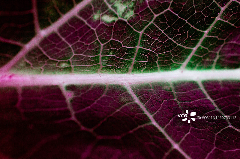 抽象充满活力的色彩网络概念背景图片素材