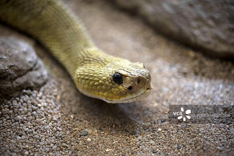 墨西哥西海岸毒响尾蛇，圈养于德国图片素材