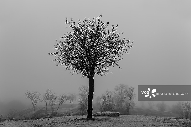 雾中的树图片素材